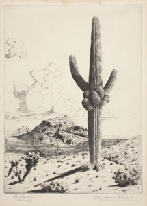Le sentinelle (Sahuaro)
