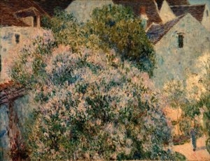 Le lilas dans mon jardin