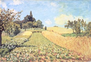 Champ de blé