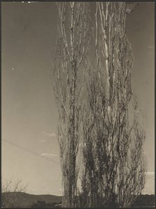 [Peupliers mourants, lac George]