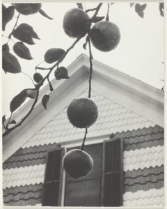Pignon et pommes - Alfred Stieglitz
