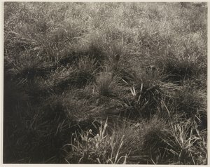 Graminées - Alfred Stieglitz