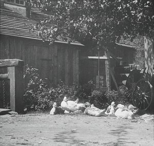 Gutach, 1894 - Alfred Stieglitz