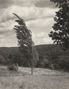 Poplar — Lac George - Alfred Stieglitz