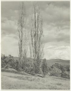 Peupliers, lac George