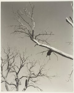 Le marronnier mourant - Mon professeur - Alfred Stieglitz