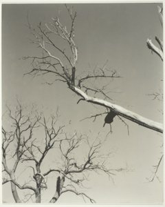Le marronnier mourant - Mon professeur - Alfred Stieglitz