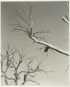Le châtaignier mourant—Mon professeur, 1927 - Alfred Stieglitz