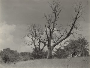  - Alfred Stieglitz