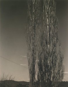 Les deux peupliers, lac George - Alfred Stieglitz