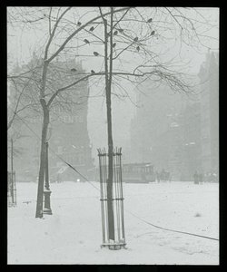 Arbre dans la neige, New York City
