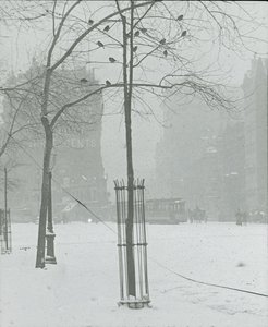 Arbre dans la neige, New York City, 1900-02 - Alfred Stieglitz