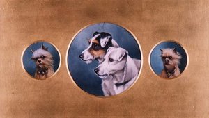 Terriers renards et terriers du Yorkshire
