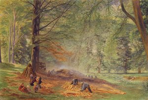 Charbonniers dans le parc de Rokeby