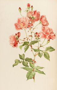 Illustration du genre rosa par Ellen Willmott