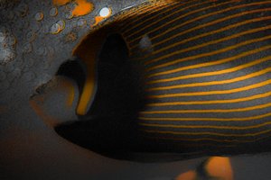 Bubbles and Stripes, 2018 (photographie repeinte à la main) - Alice Gur-Arie