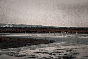 Congrégation, de la série Flamants de Camargue, 2017 (photographie repeinte à la main). - Alice Gur-Arie