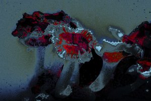 Anémone de mer, 2018 (photographie peinte à la main) - Alice Gur-Arie