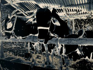 Homestead, 2020 (photographie peinte)
