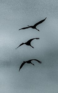 Triade, de la série Over Hula, 2016 (photographie)