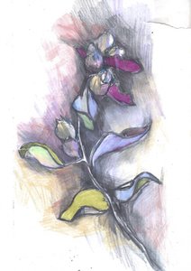 Croquis botanique coloré