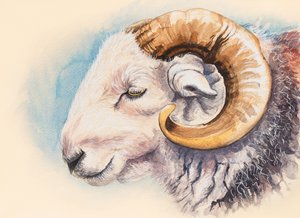 Un bélier Herdwick