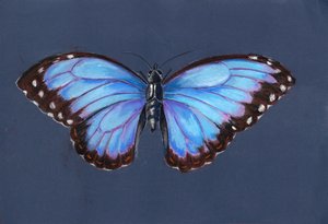 Papillon Morpho bleu, 2019