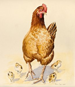 La poule de George et ses poussins, 2007