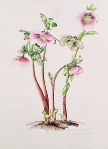 Rose de Carême : Helleborus orientalis