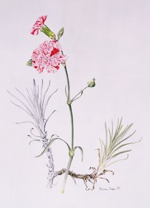 Vieille variété de Dianthus, 1997 - Alison Cooper