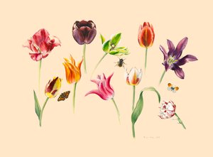 Tulipes de printemps et insectes - Alison Cooper