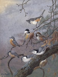 Mélange pour oiseaux par Allan Brooks - Allan Brooks