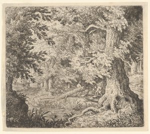 Le ruisseau dans le bois