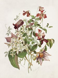Clématite - Alois Lunzer