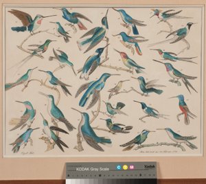 Des colibris - Aloys Zötl