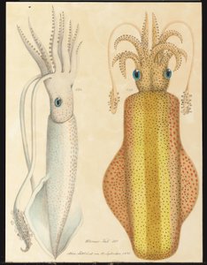Deux études de seiches