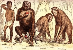 Évolution des mammifères vers le type humain : Création naturelle et êtres vivants (De Jules Rengade). Dessin par A. Demarle. 1885 - Alphonse Demarle