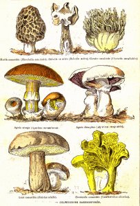 Champignons Basidiospores: Création naturelle et êtres vivants (De Jules Rengade). Dessin par A. Demarle. 1885