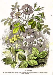 Rosacées - Création naturelle et êtres vivants : Dessin par A. Demarle. 1885 - Alphonse Demarle