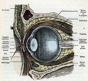 Coupe verticale d