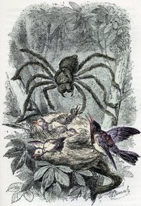 Planche zoologique : arachnide, Avicularia surprenant un nid d