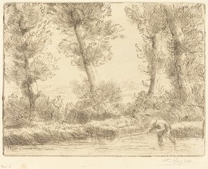 Les bords de la Liane