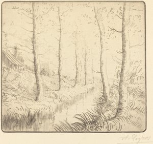 Les bouleaux : Bord de l