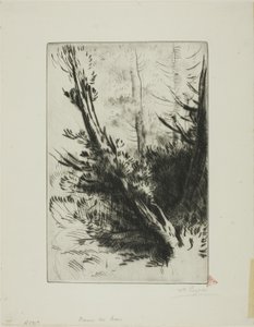 Dans un bois