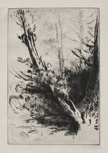 Dans les bois