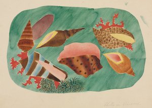 Coquillages dans les algues (aquarelle)