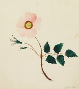 Rose sauvage (aquarelle)
