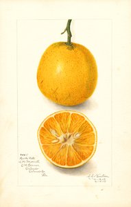 Oranges tardives Harts (Citrus sinensis) (aquarelle)