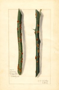 Deux rameaux d