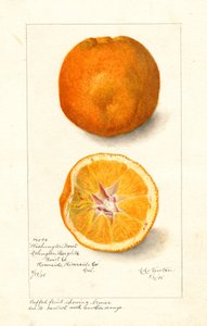 Oranges Navel de Washington ( Citrus sinensis) (aquarelle) - Amanda Almira Newton